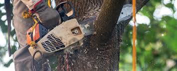  , DC Tree Services Pros